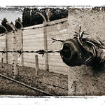 Fragment of Auschwitz