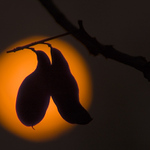 Silueta