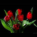 Tulipány