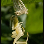 ** Vetřelec: Vzkříšení **