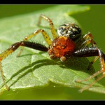  ** Jsem slepý na jedno oko **