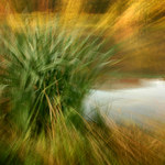 ...zátiší s rákosem...