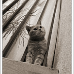 Stráž na schodišti (2)