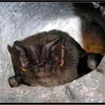 Barbastella vystrkuje kníry