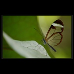 Z botanické zahrady...