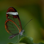 Z botanické zahrady II...