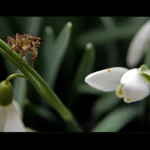 Sněženky a machr II.