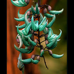 Strongylodon macrobotrys