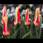 Tulipány V.