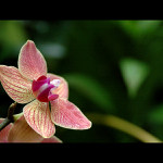 = Orchidej =