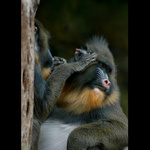 = Mandril =