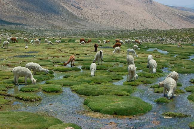 Lamas