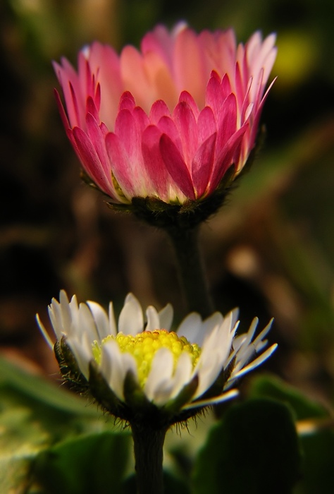 Kolegyně nestyďte se