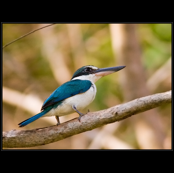 Ledňáček proměnlivý