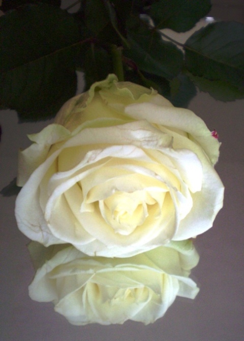 ...rose