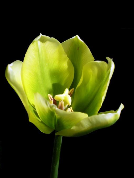 Tulip...:)