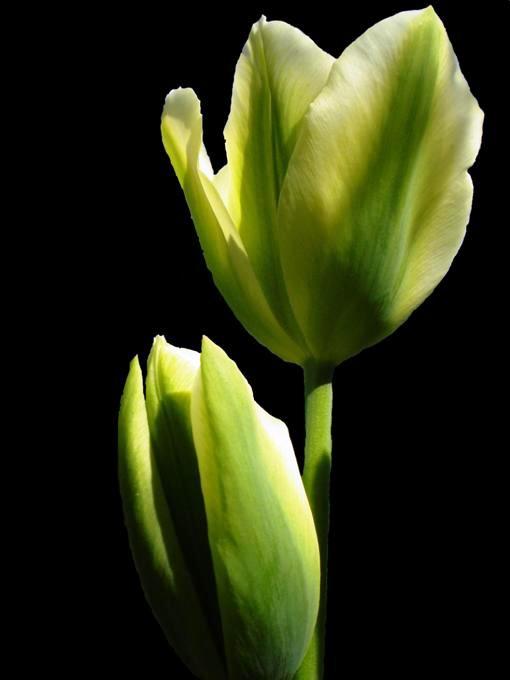 Tulip2..:)
