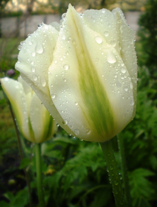 Tulip