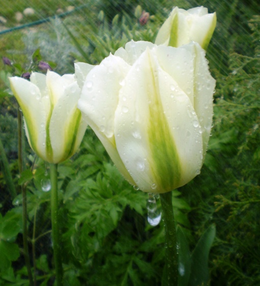 Tulip22