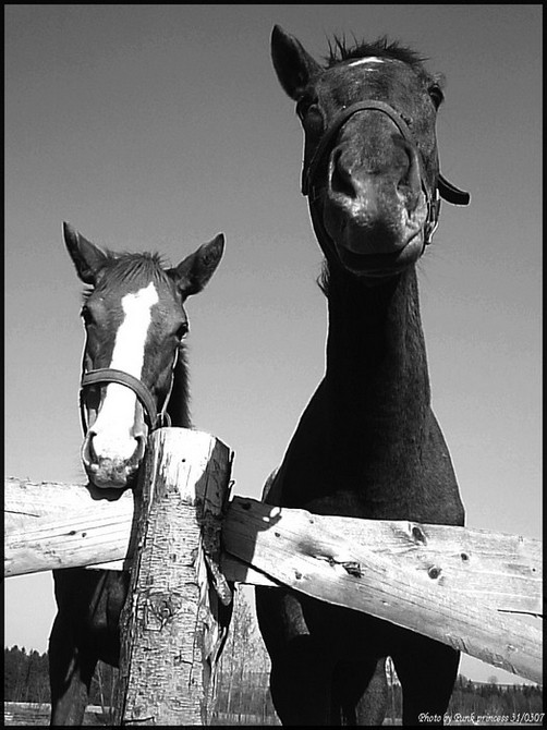 něco tady smrdí....