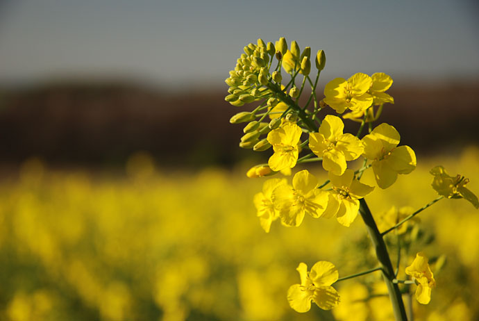 Yellow one