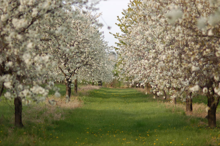 Kirschblüten
