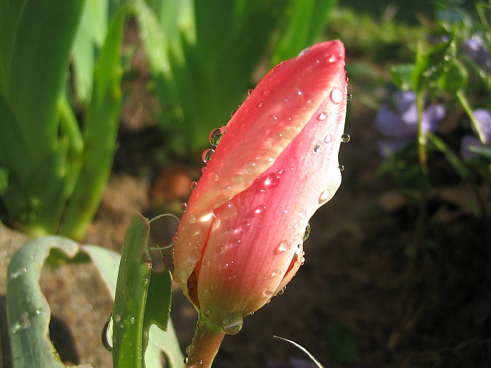 Jarní tulipán