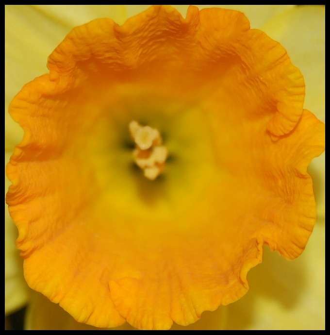 Narcis II.