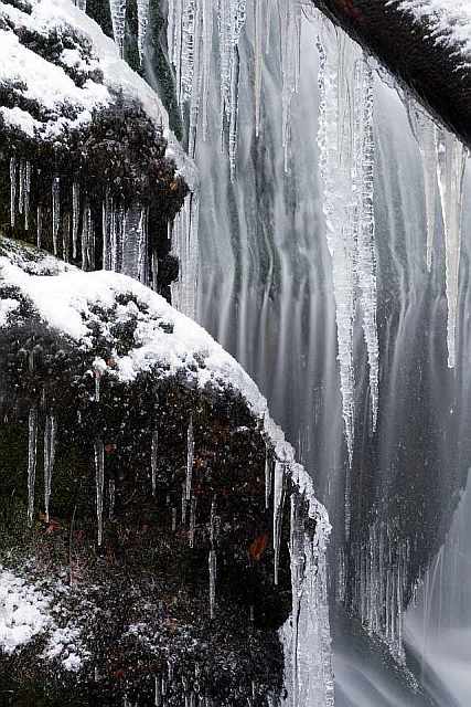 ledové království