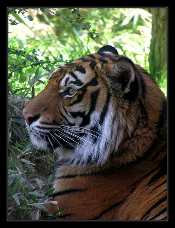 v zoo