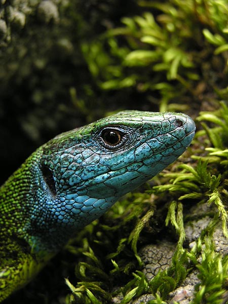 Lizard
