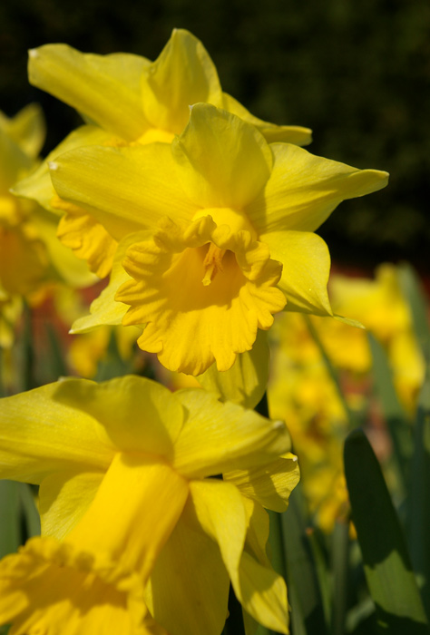 narcis