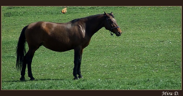 Koník
