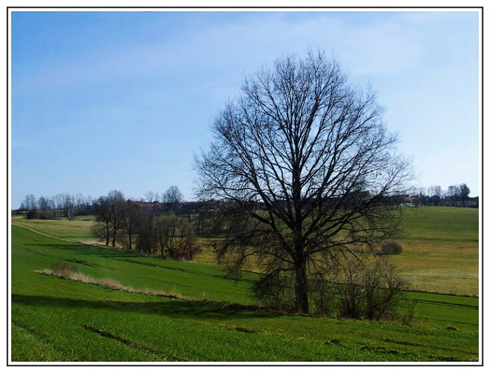 Strom v krajině