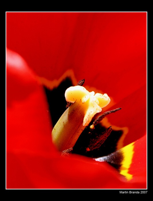 Tulipan