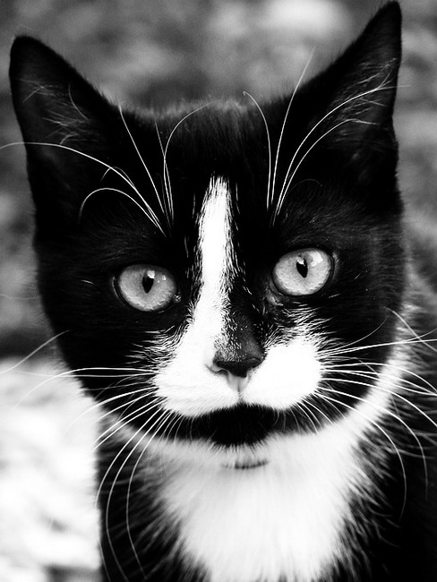 AzraeL