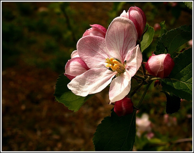 Květ jabloně