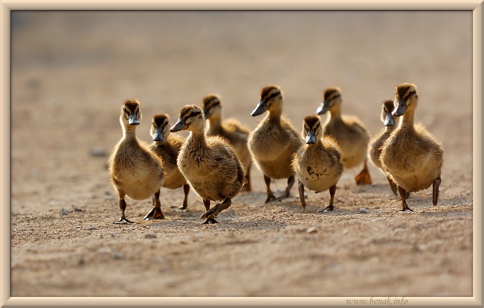 Kachničky divoké spěchají do vody