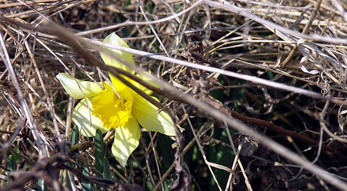 narciska