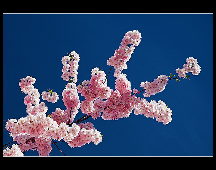 Sakura