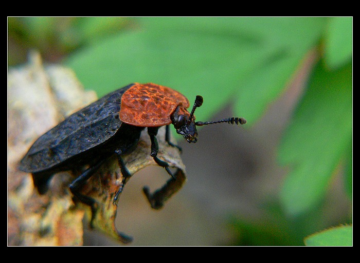 Nech brouka žít...