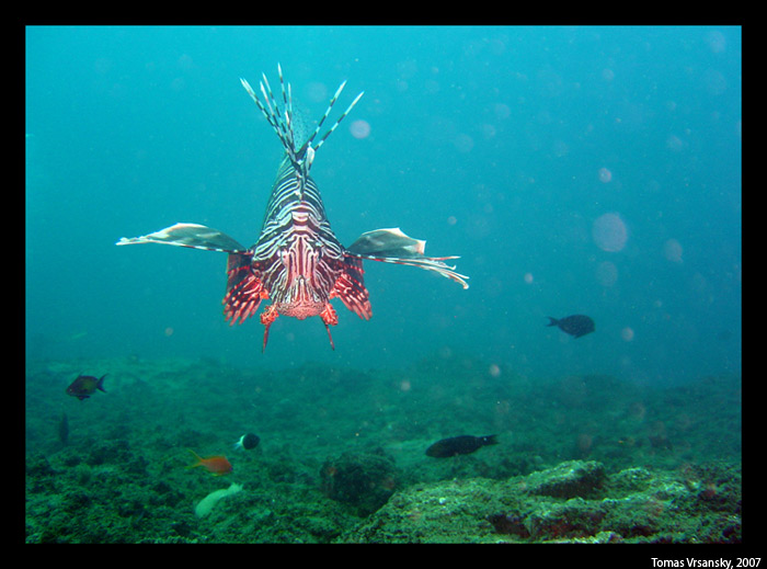 Perutin - z oci do oci