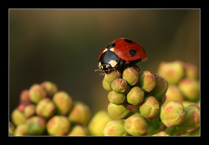 Vrchol jménem Mahonie
