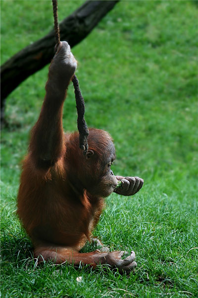 zoo_praha