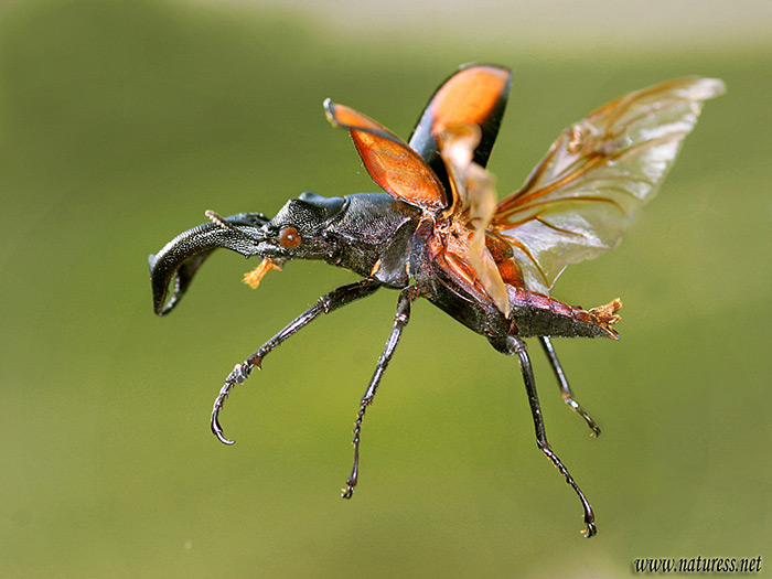 Hexarthrius parryi paradoxus