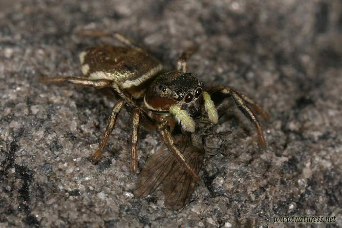 kořist