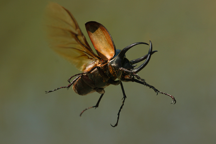 Chalcosoma Caucasus Malaysia