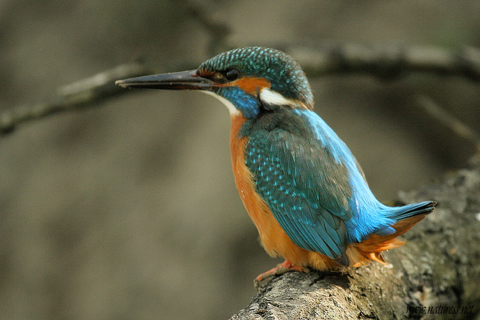 Ledňáček říční (Alcedo atthis)