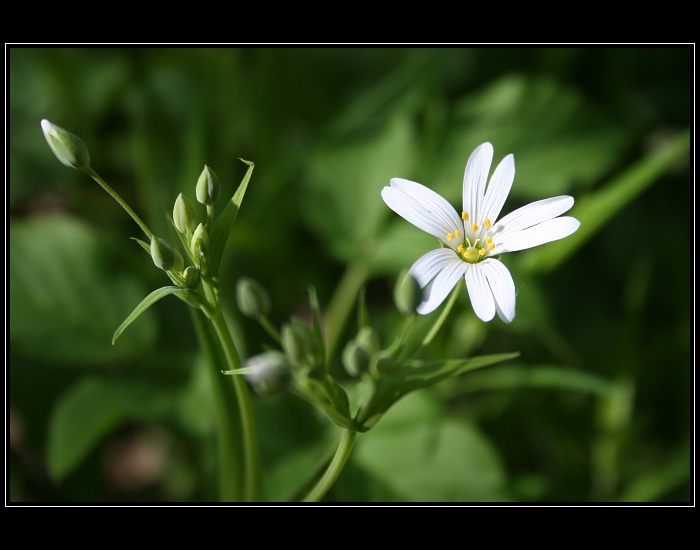 Ptačinec velkokvětý