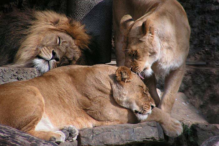 Hic sunt leones.